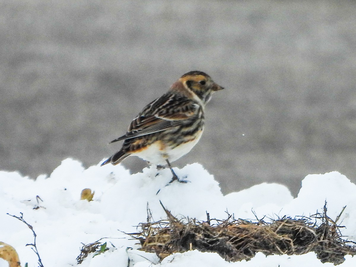 Lapland Longspur - ML646664699