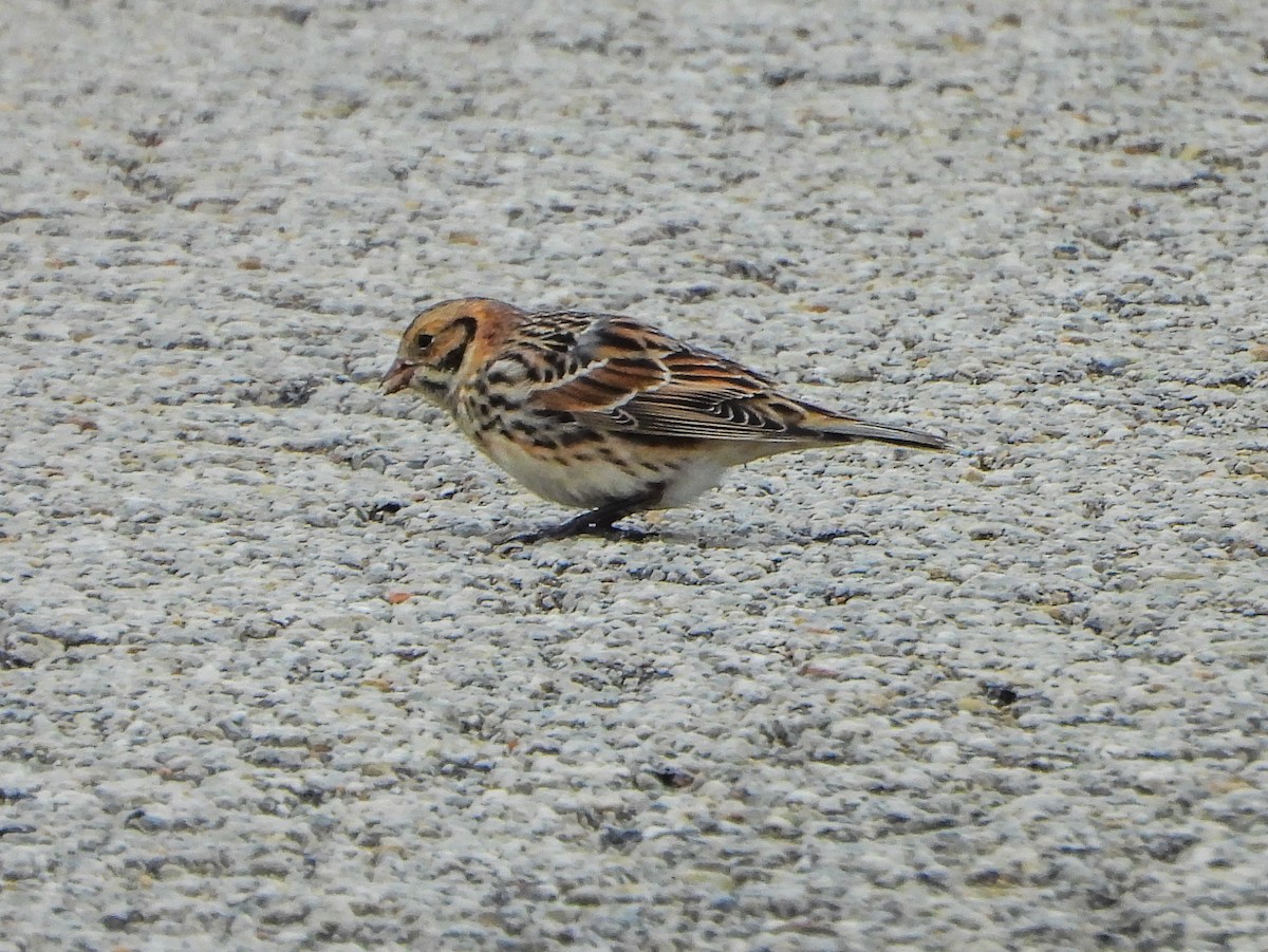 Lapland Longspur - ML646664700
