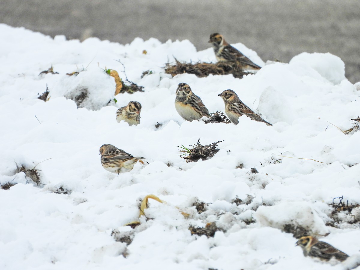 Lapland Longspur - ML646664701
