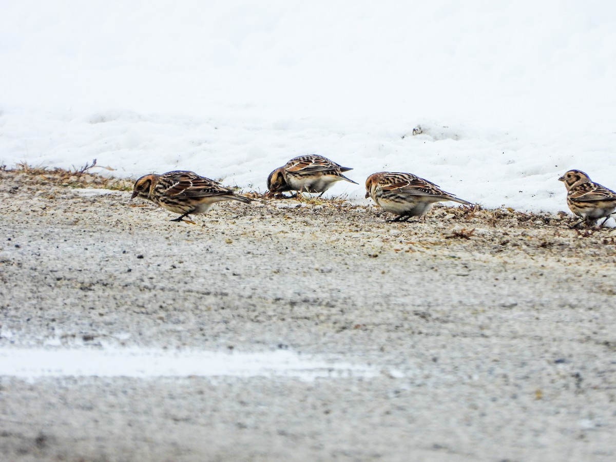 Lapland Longspur - ML646664702