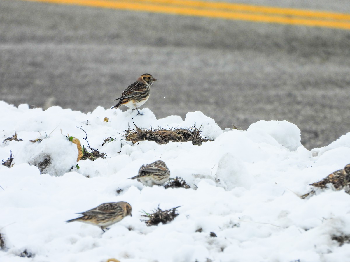 Lapland Longspur - ML646664703