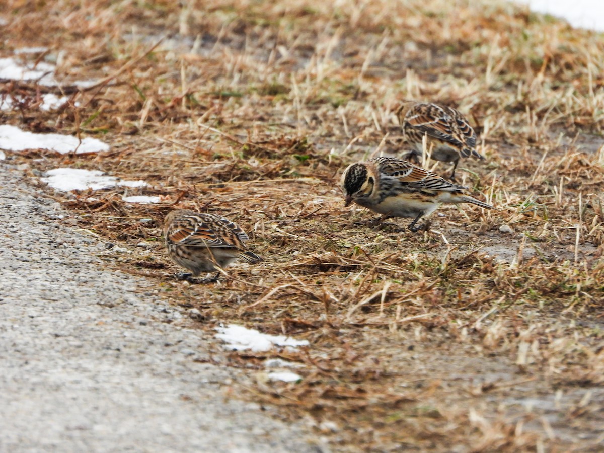 Lapland Longspur - ML646664704