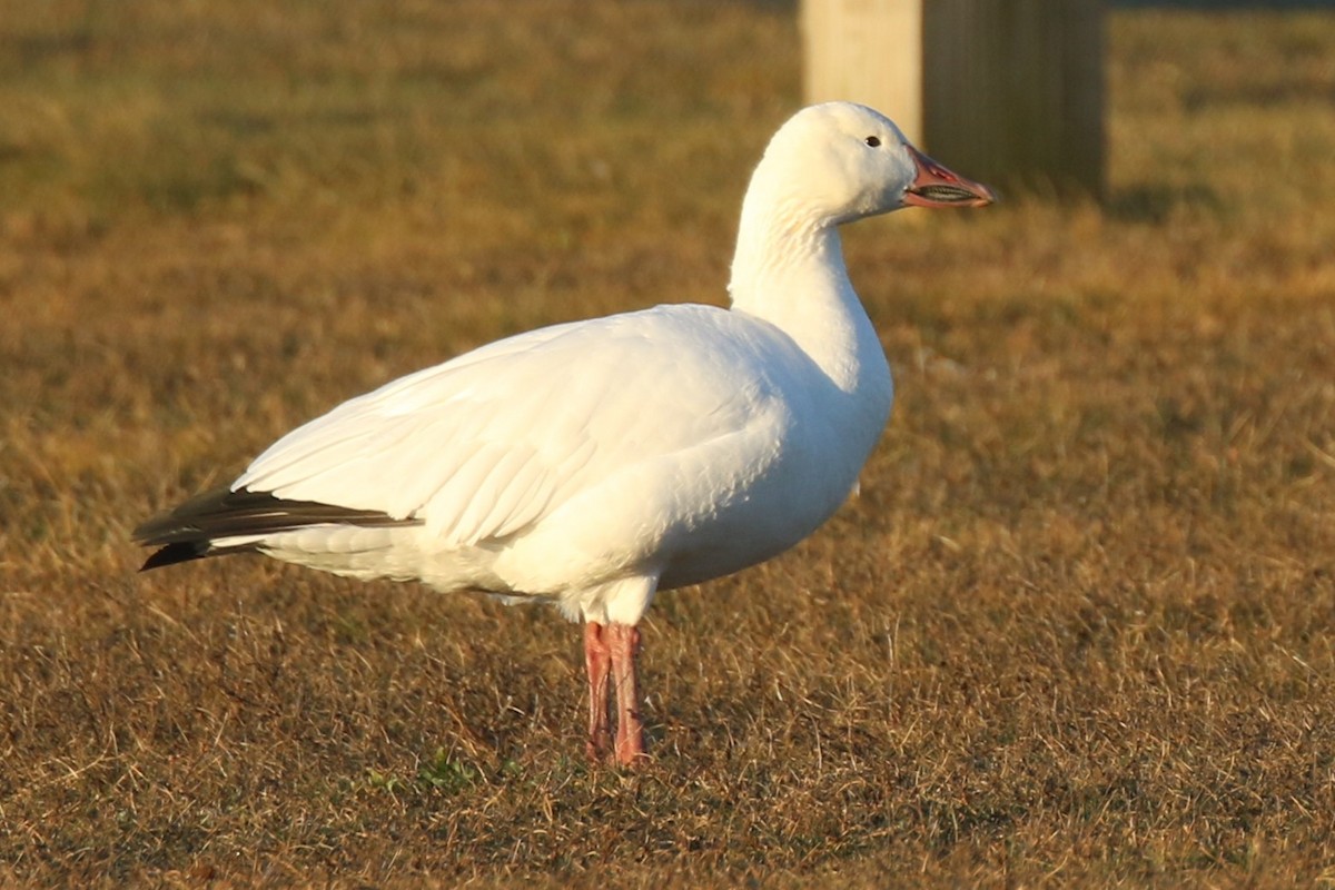 snøgås - ML646664705