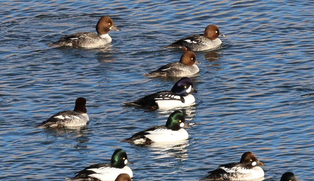 עבראש איסלנדי - ML646664706