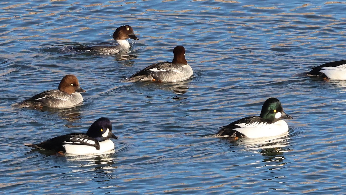 עבראש איסלנדי - ML646664707