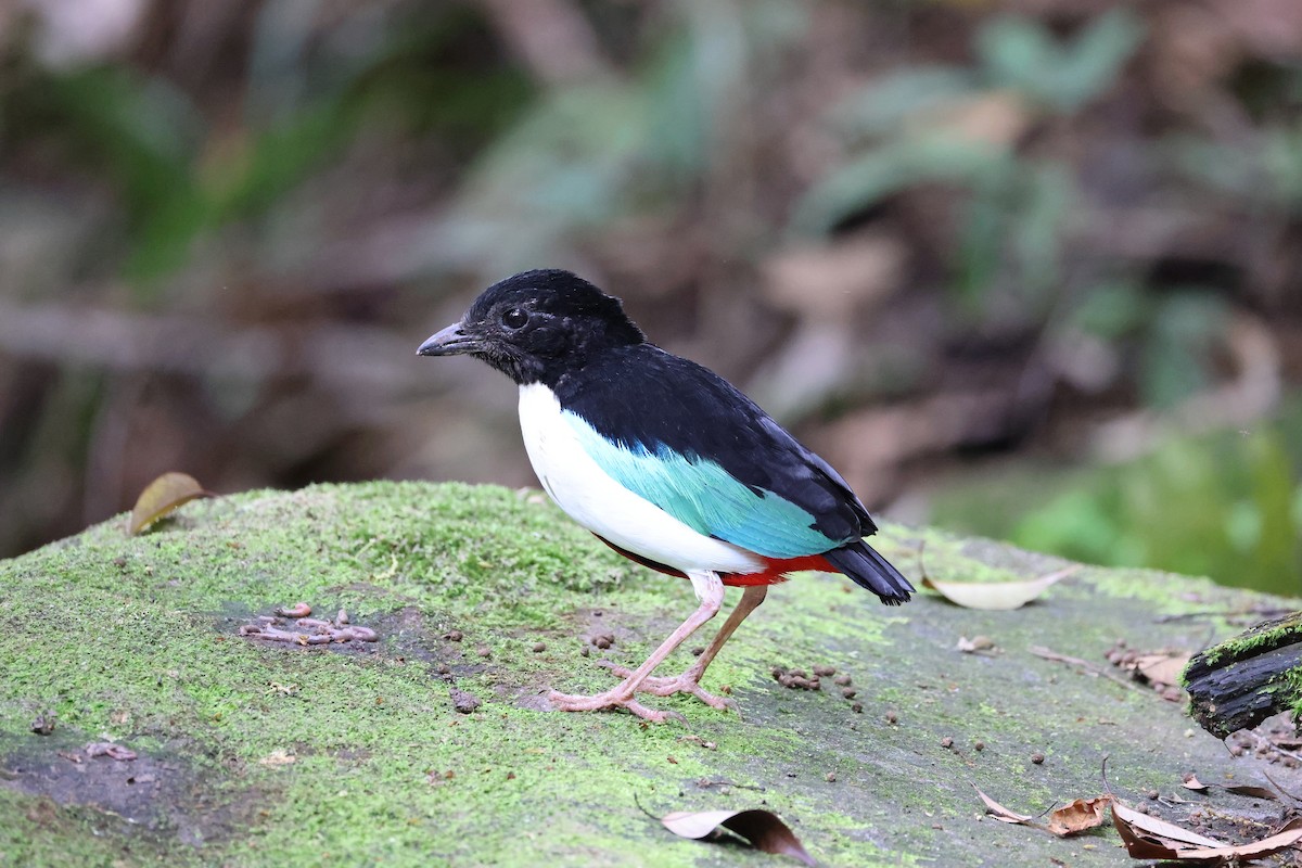 Ivory-breasted Pitta (Ivory-breasted) - ML646664714