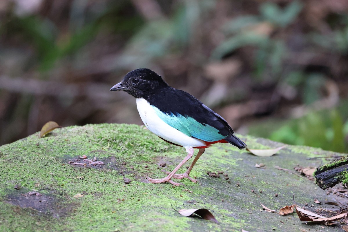 Ivory-breasted Pitta (Ivory-breasted) - ML646664715