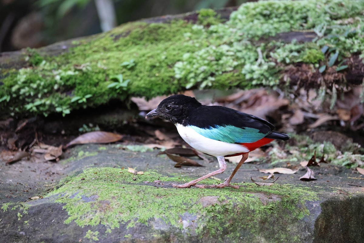 Ivory-breasted Pitta (Ivory-breasted) - ML646664716