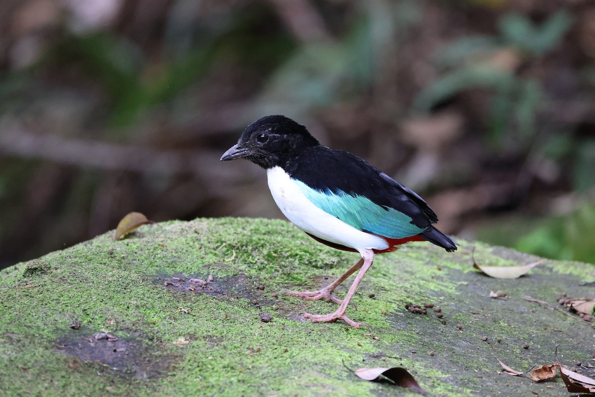 Ivory-breasted Pitta (Ivory-breasted) - ML646664717