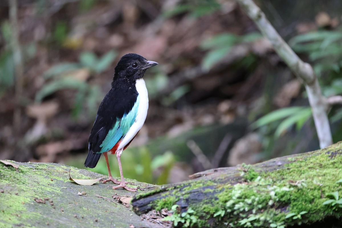 Ivory-breasted Pitta (Ivory-breasted) - ML646664722