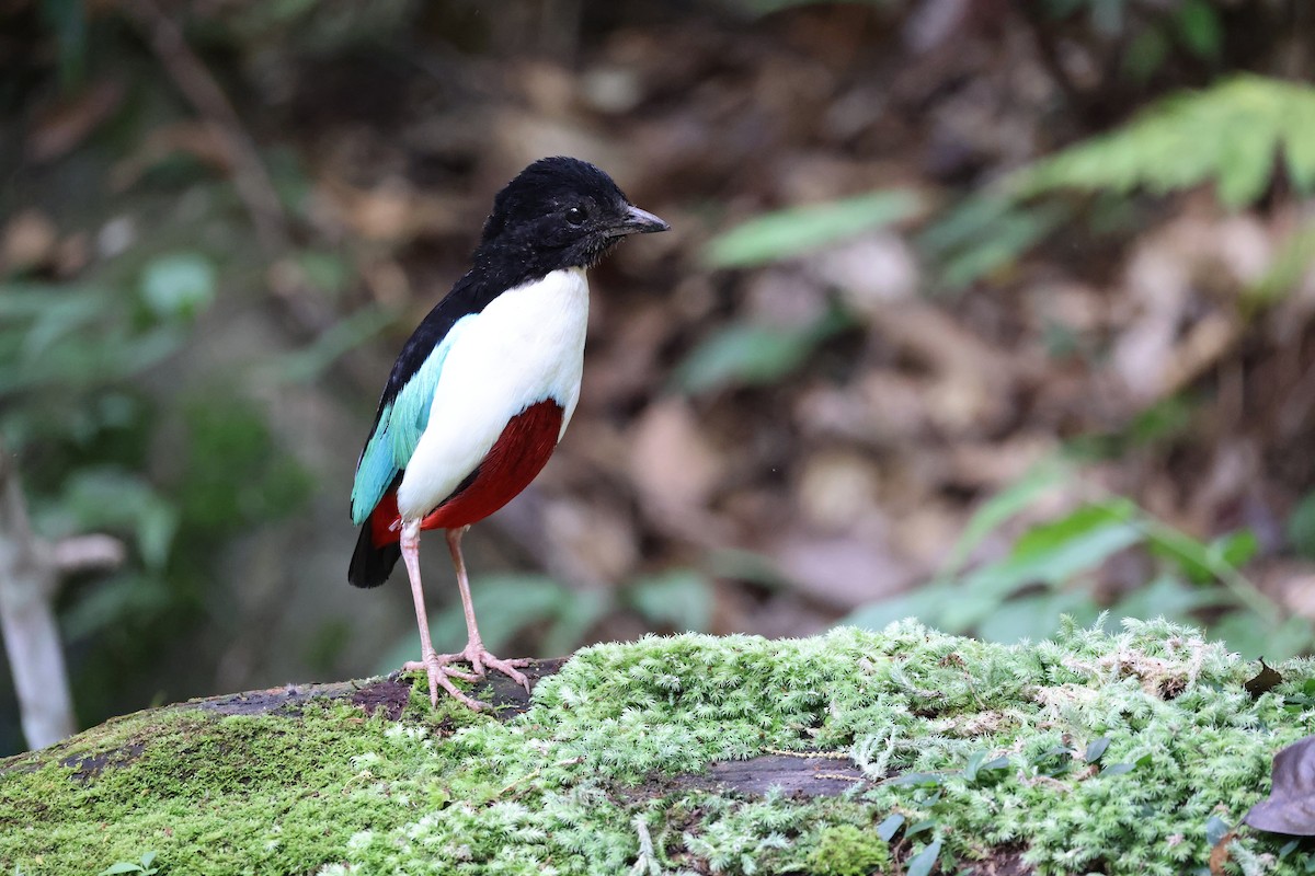 Ivory-breasted Pitta (Ivory-breasted) - ML646664724