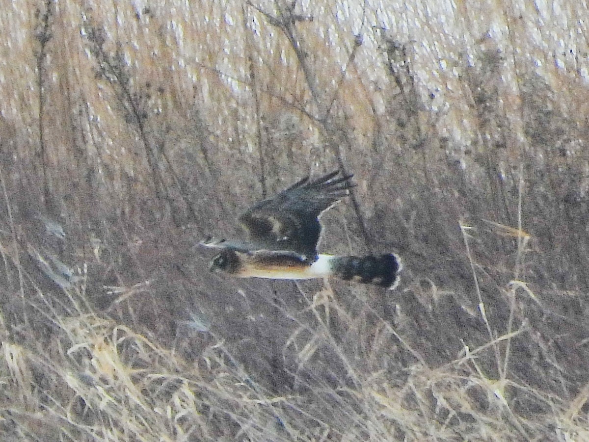 Northern Harrier - ML646664725