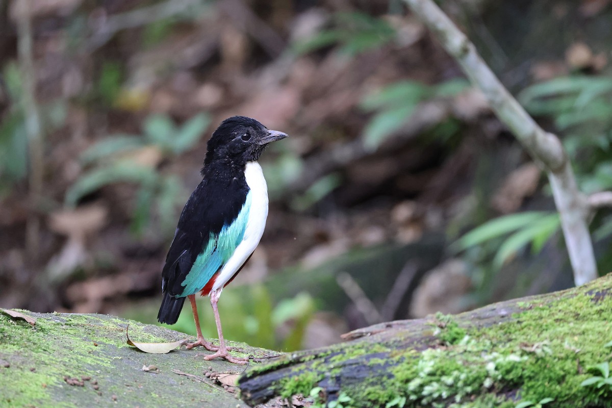 Ivory-breasted Pitta (Ivory-breasted) - ML646664726