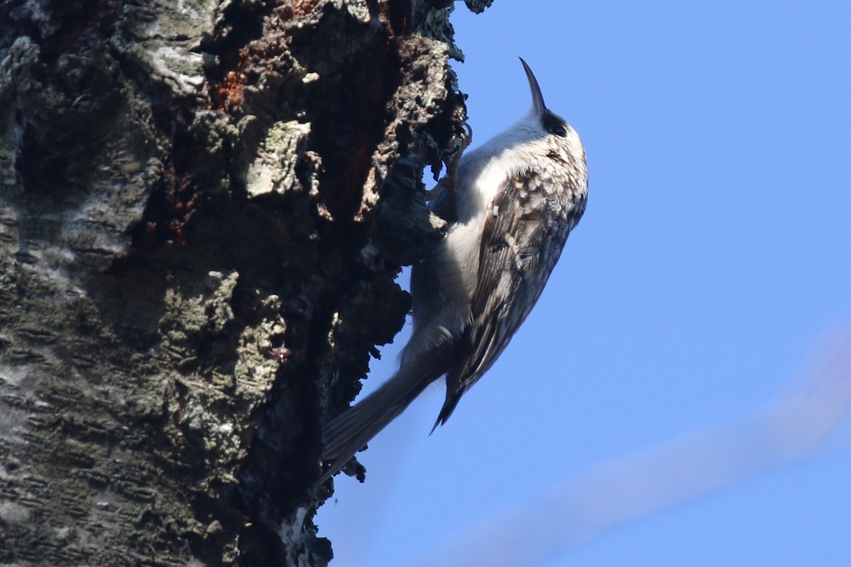 amerikatrekryper - ML646664729