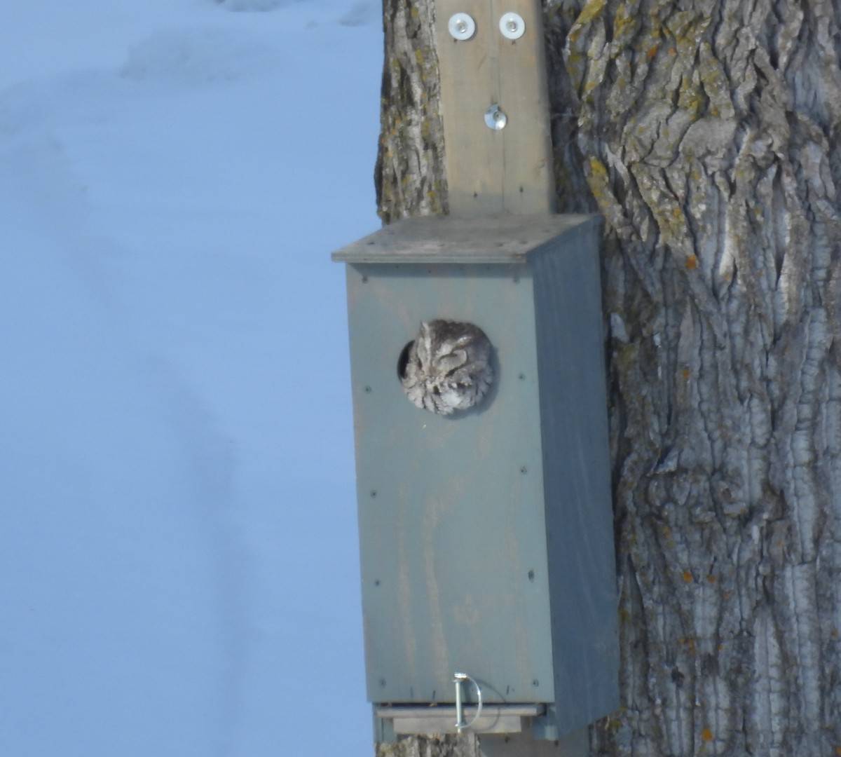 Autillo Yanqui - ML646664733