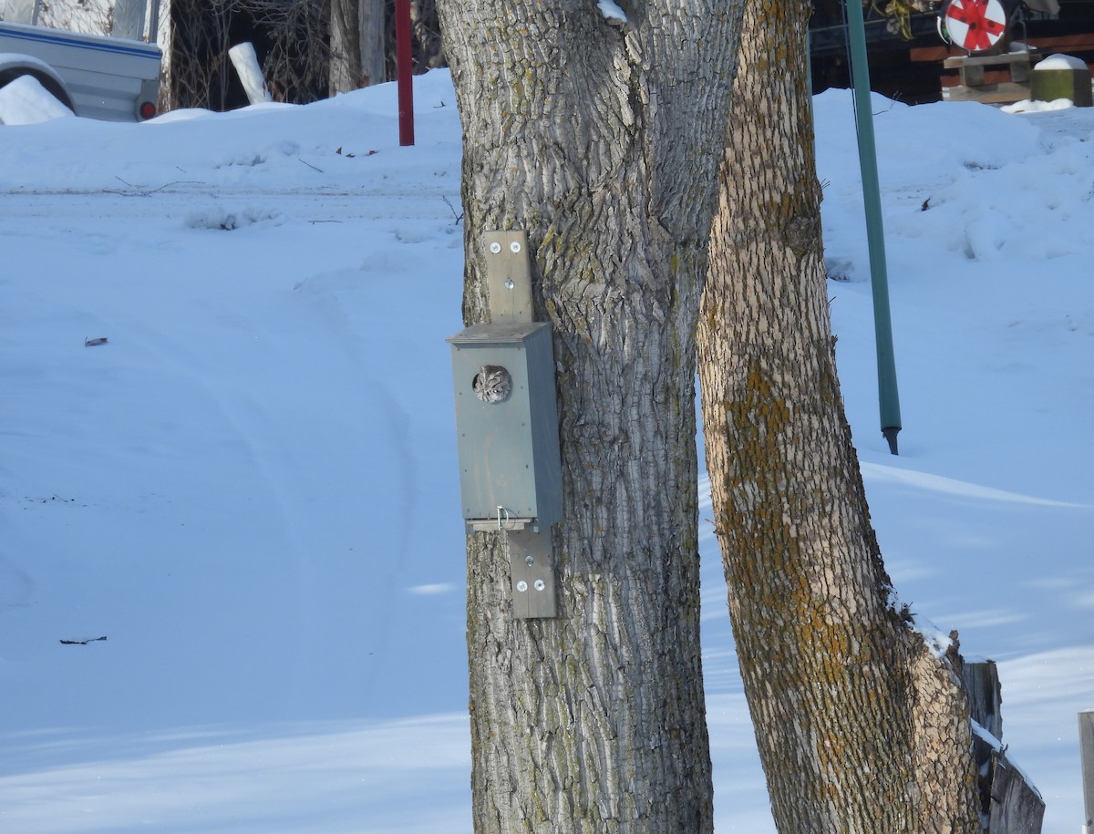 Autillo Yanqui - ML646664734