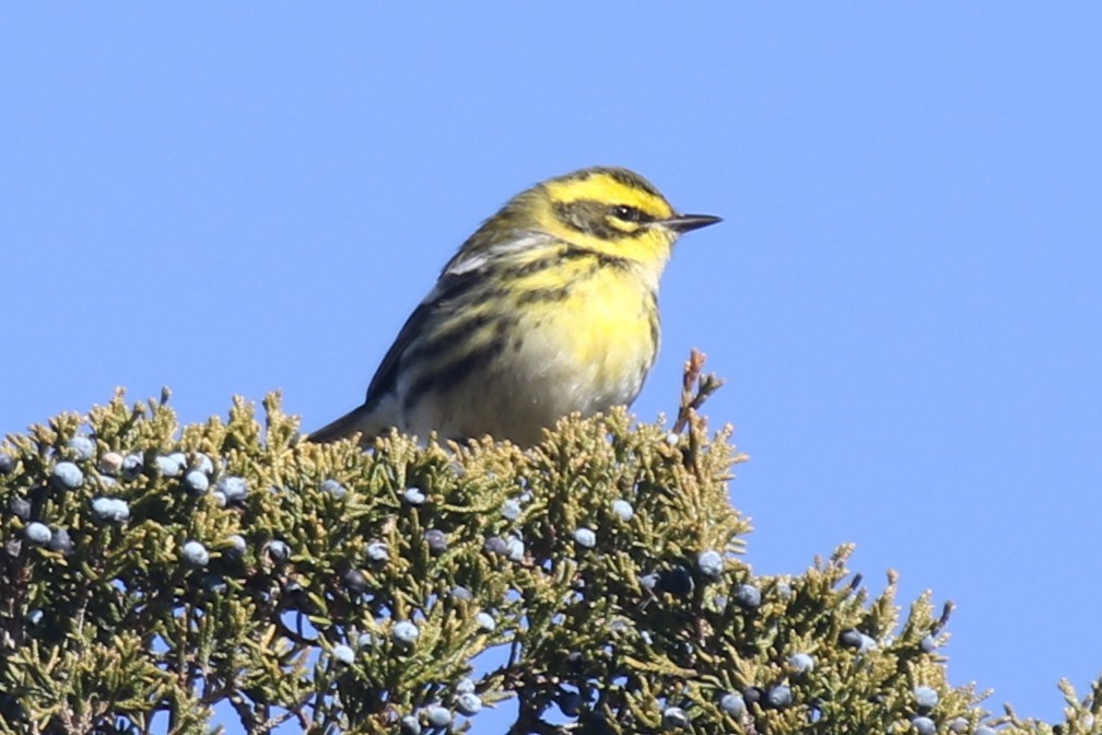 Townsend's Warbler - ML646664735