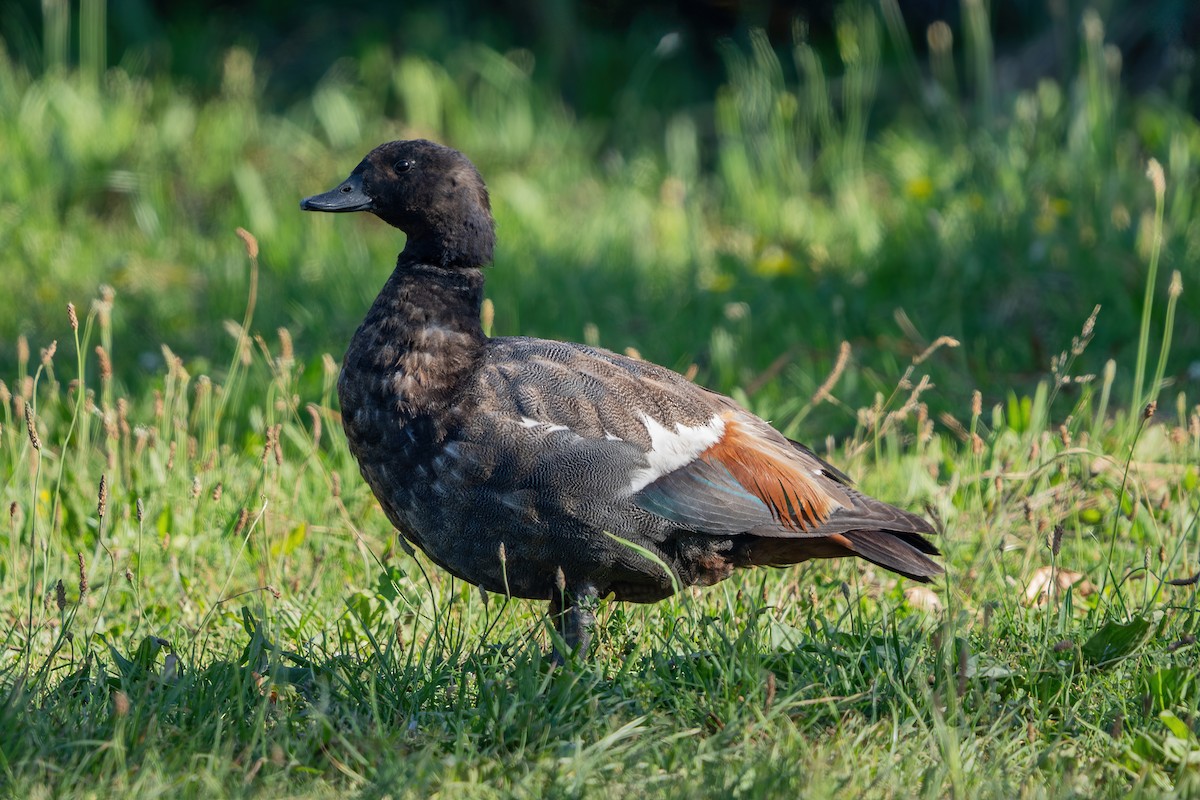 Paradise Shelduck - ML646664736