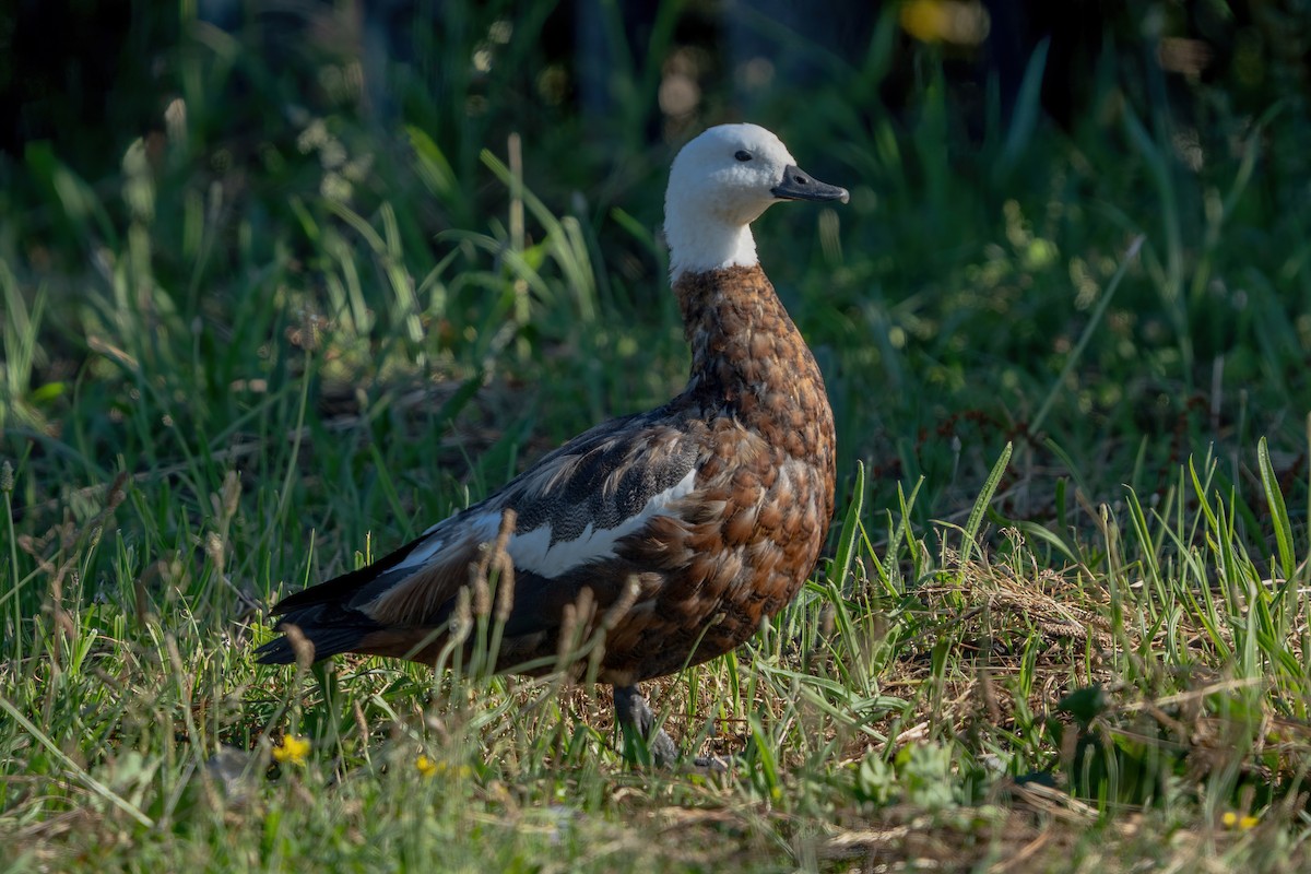 Paradise Shelduck - ML646664737