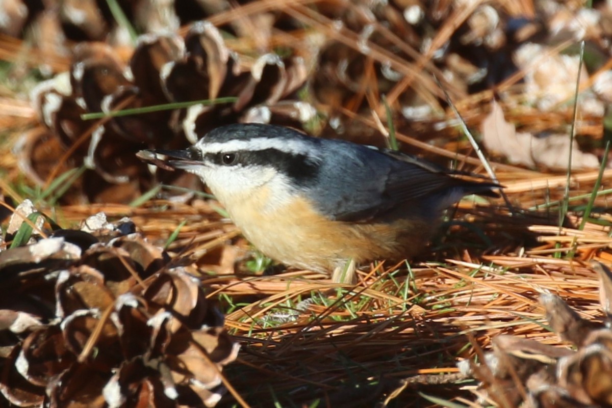 rustspettmeis - ML646664739