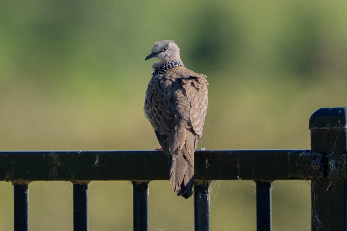Spotted Dove - ML646664740