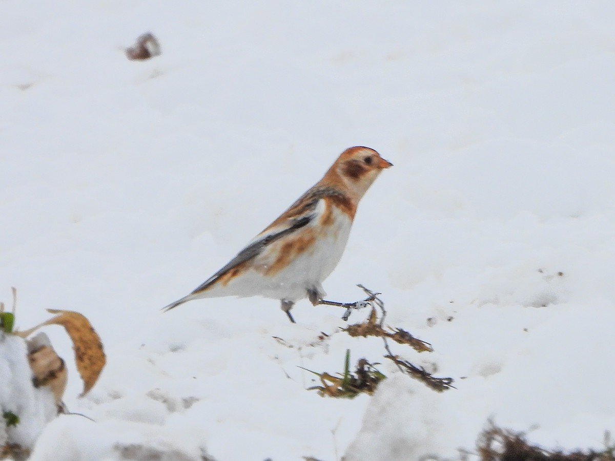 Snow Bunting - ML646664741