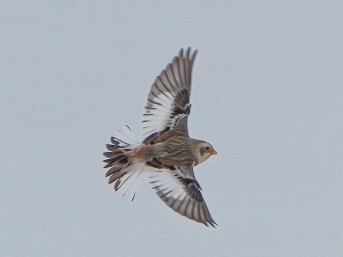 Snow Bunting - ML646664743