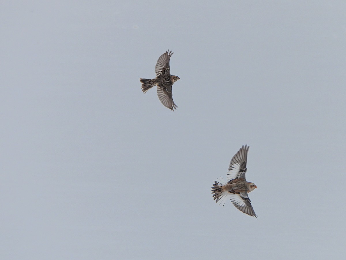 Snow Bunting - ML646664746