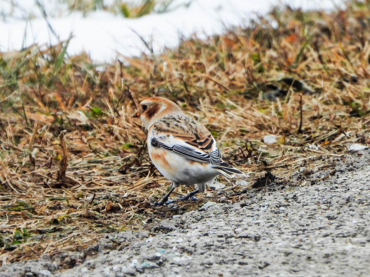 Snow Bunting - ML646664748