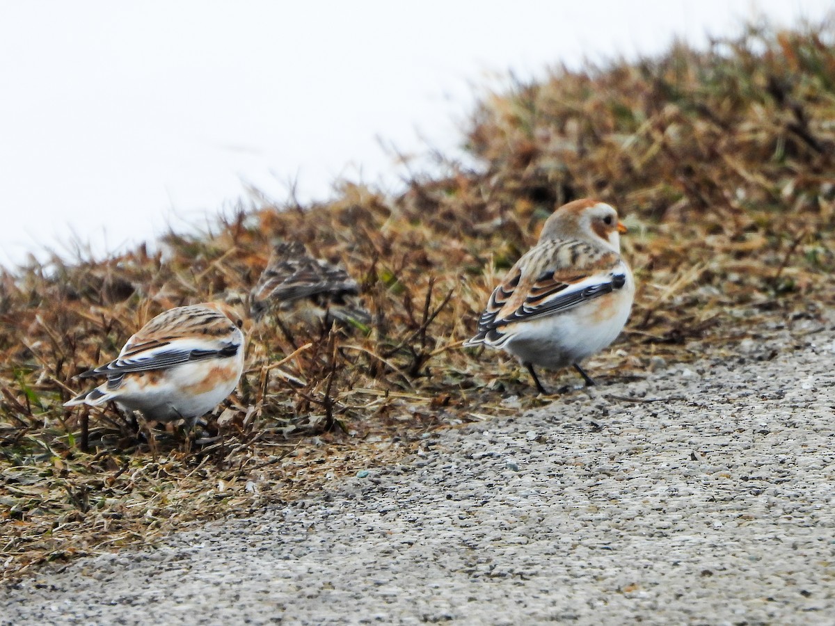 Snow Bunting - ML646664749