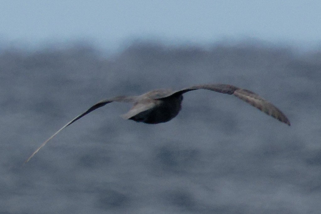 Sooty Shearwater - ML646664756