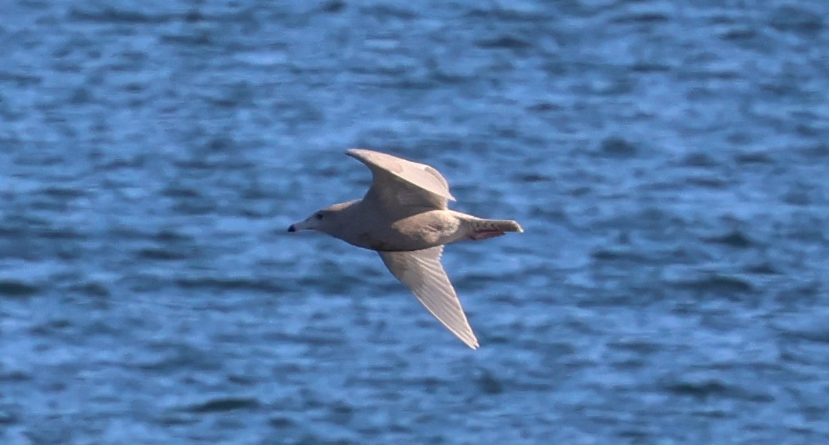 Glaucous Gull - ML646664761