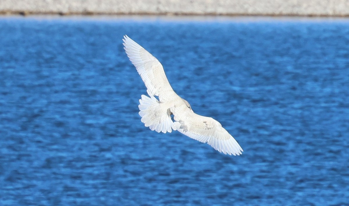 Glaucous Gull - ML646664762