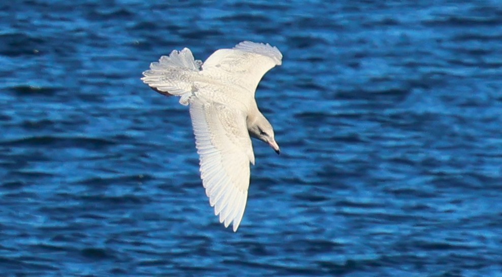 Glaucous Gull - ML646664763