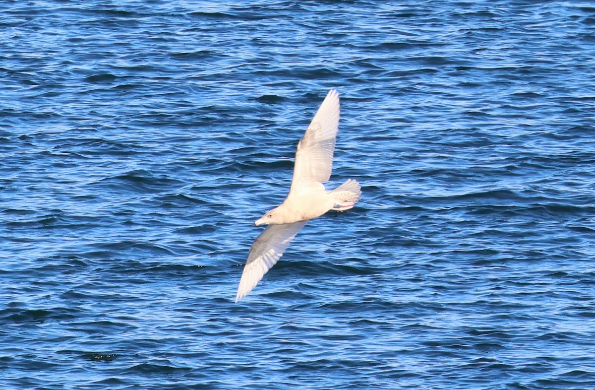 Glaucous Gull - ML646664764