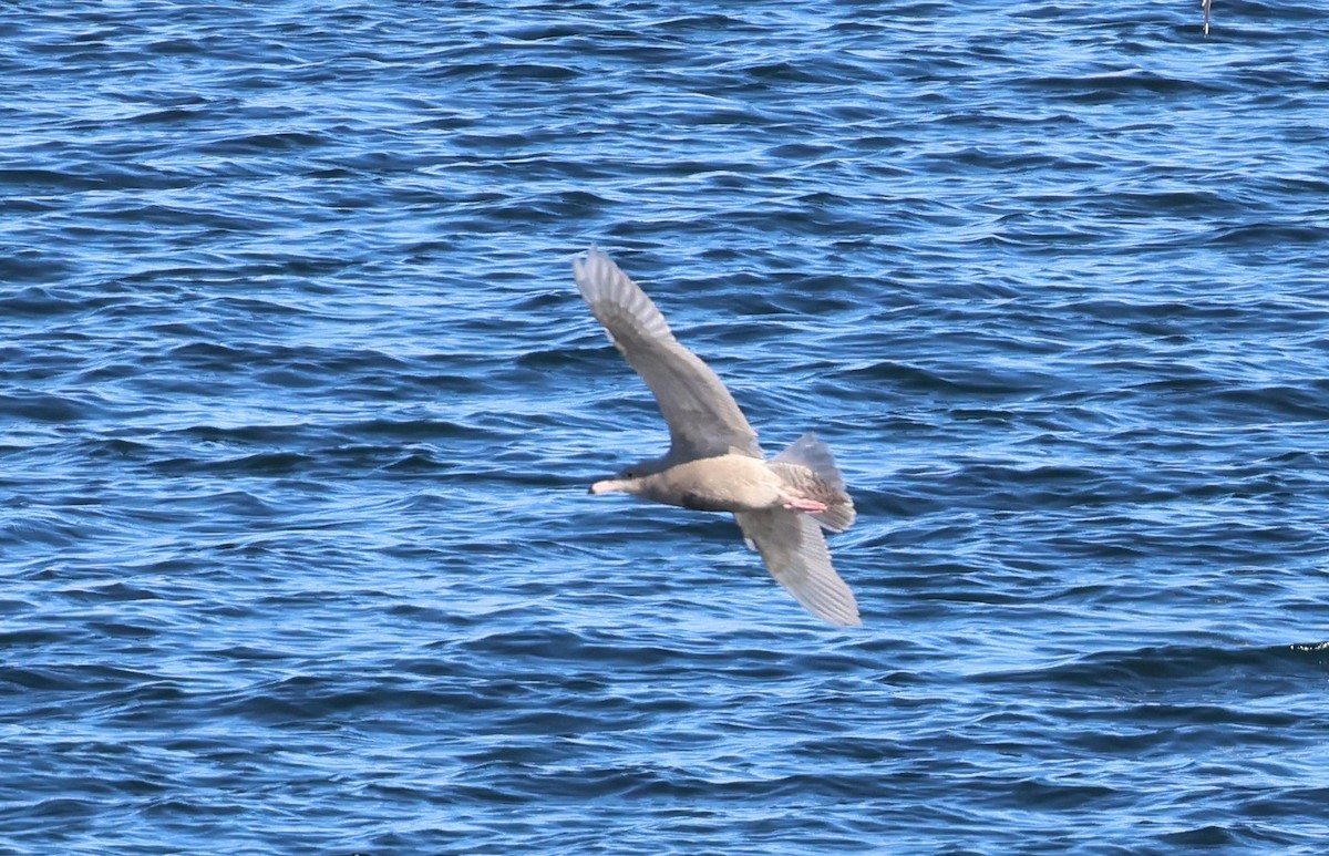 Glaucous Gull - ML646664765