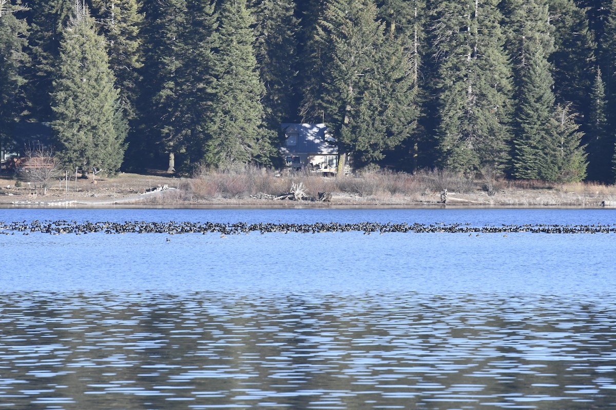 アメリカオオバン - ML646664768