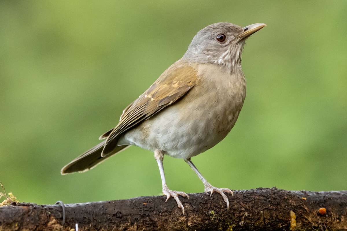 Pale-breasted Thrush - ML646664769