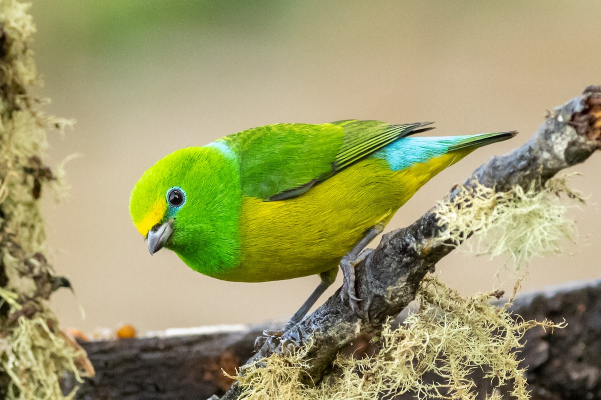 Blue-naped Chlorophonia - ML646664775