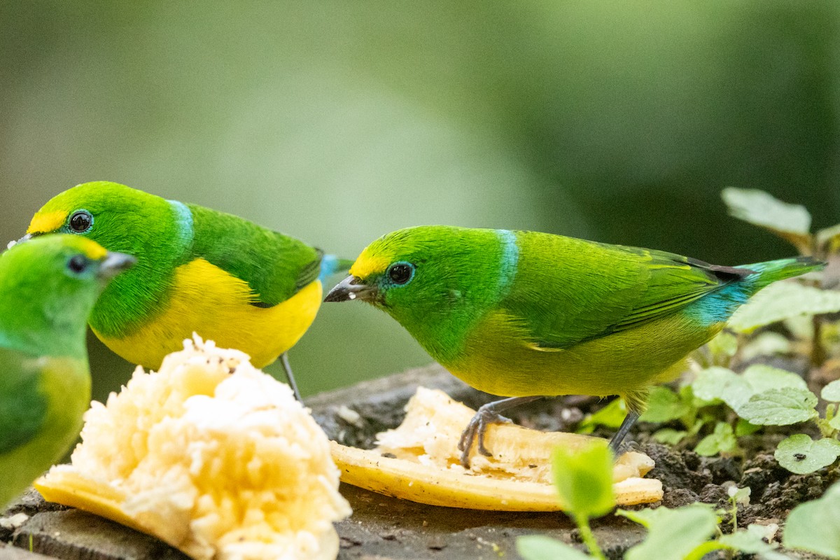 Blue-naped Chlorophonia - ML646664776