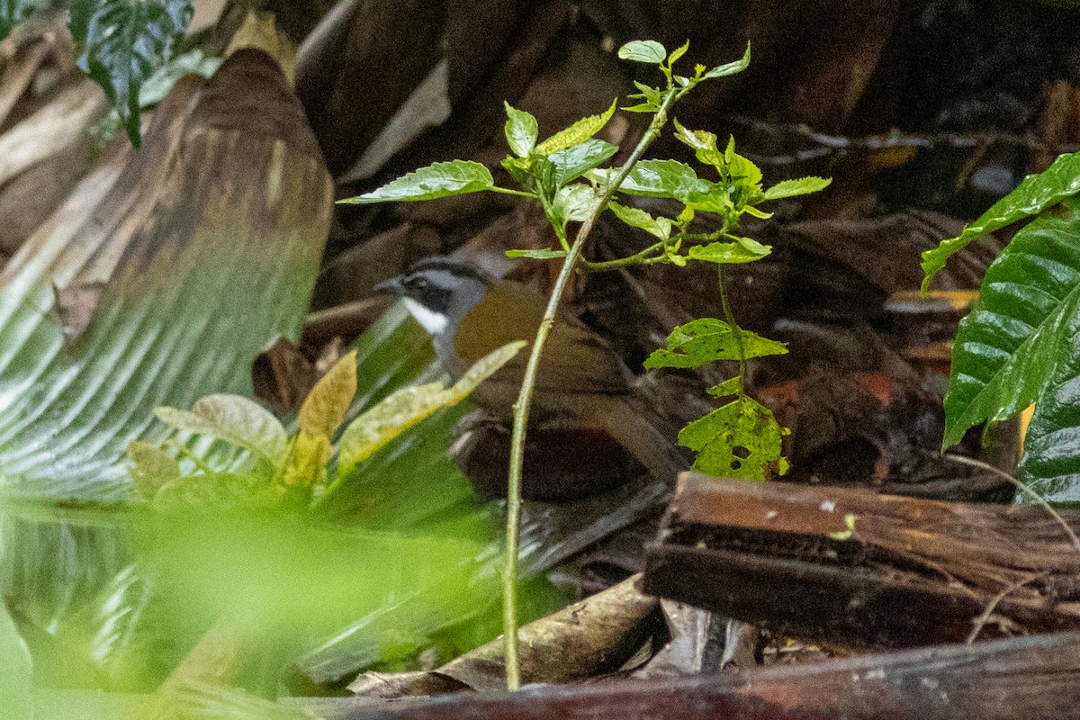 Sierra Nevada Brushfinch - ML646664778