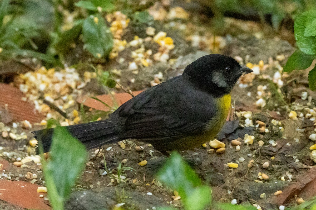Santa Marta Brushfinch - ML646664784