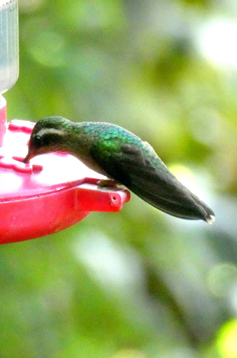 flekkolibri - ML646664787