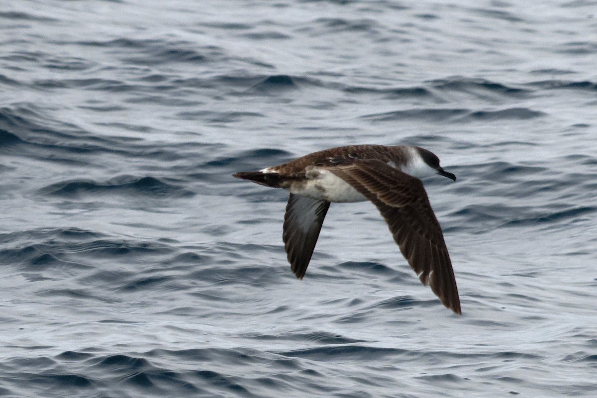 buřňák velký - ML646664789