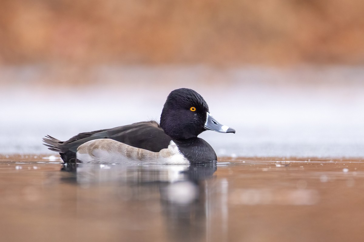 Ring-necked Duck - ML646664790