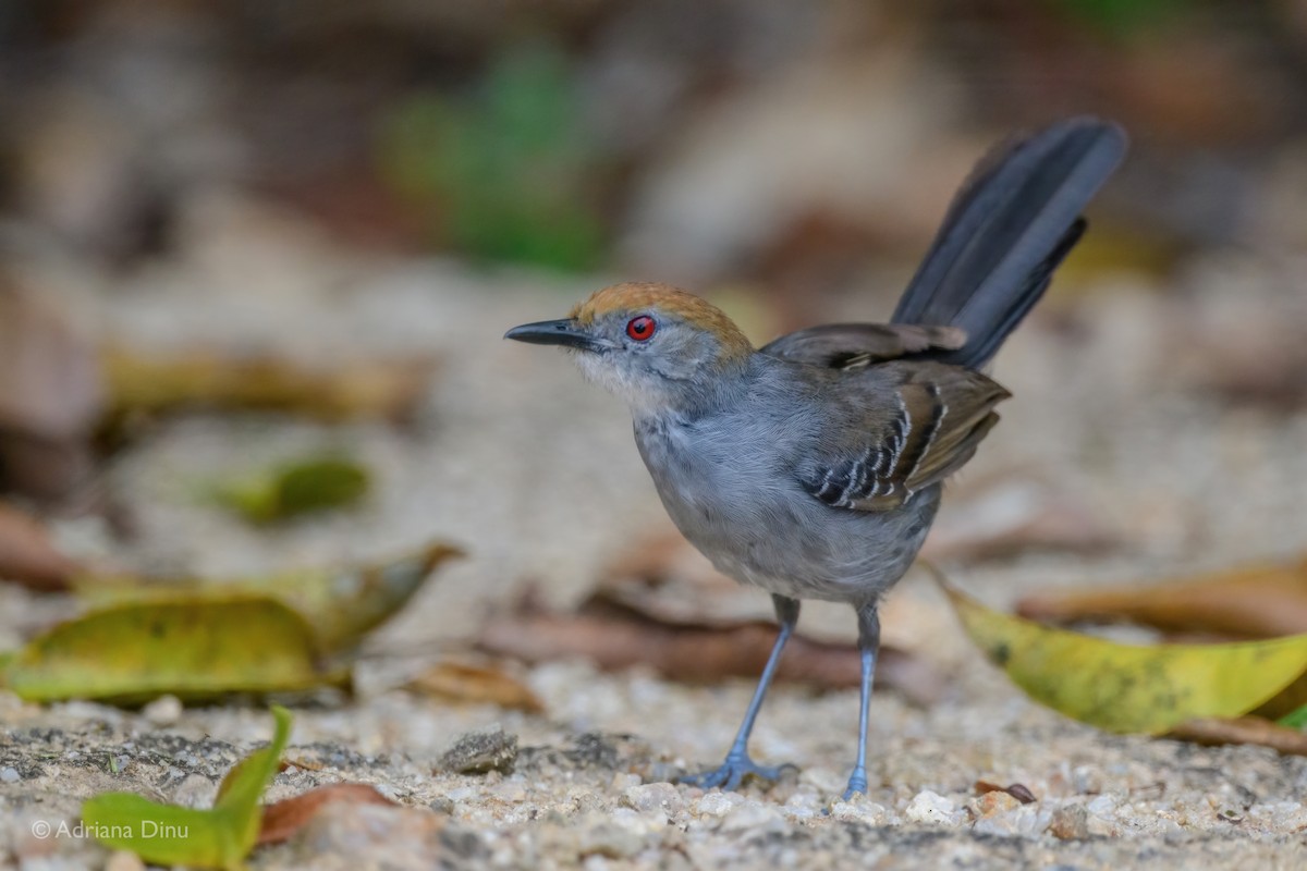 Slender Antbird - ML646664791