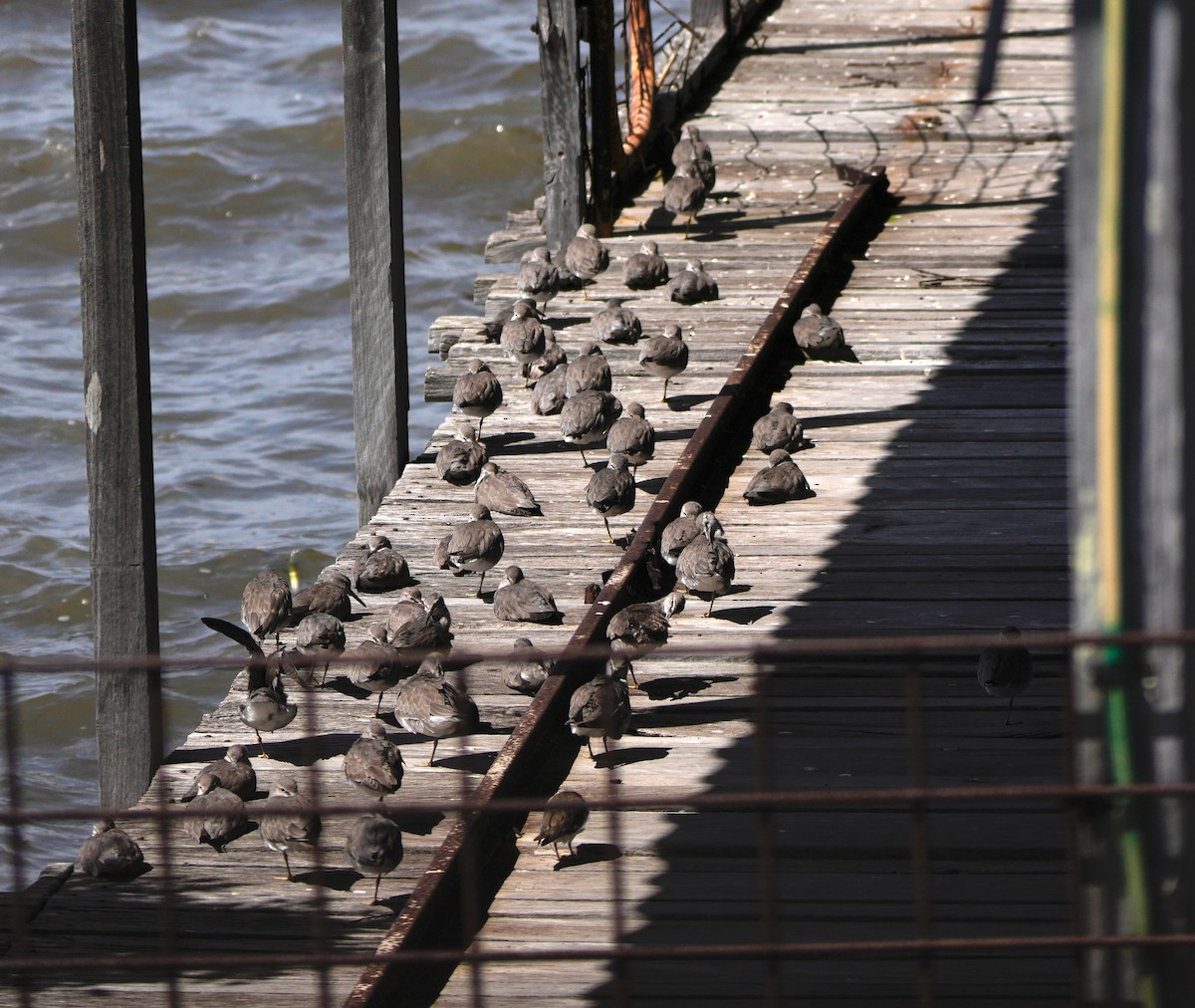 Gray-tailed Tattler - ML646664796