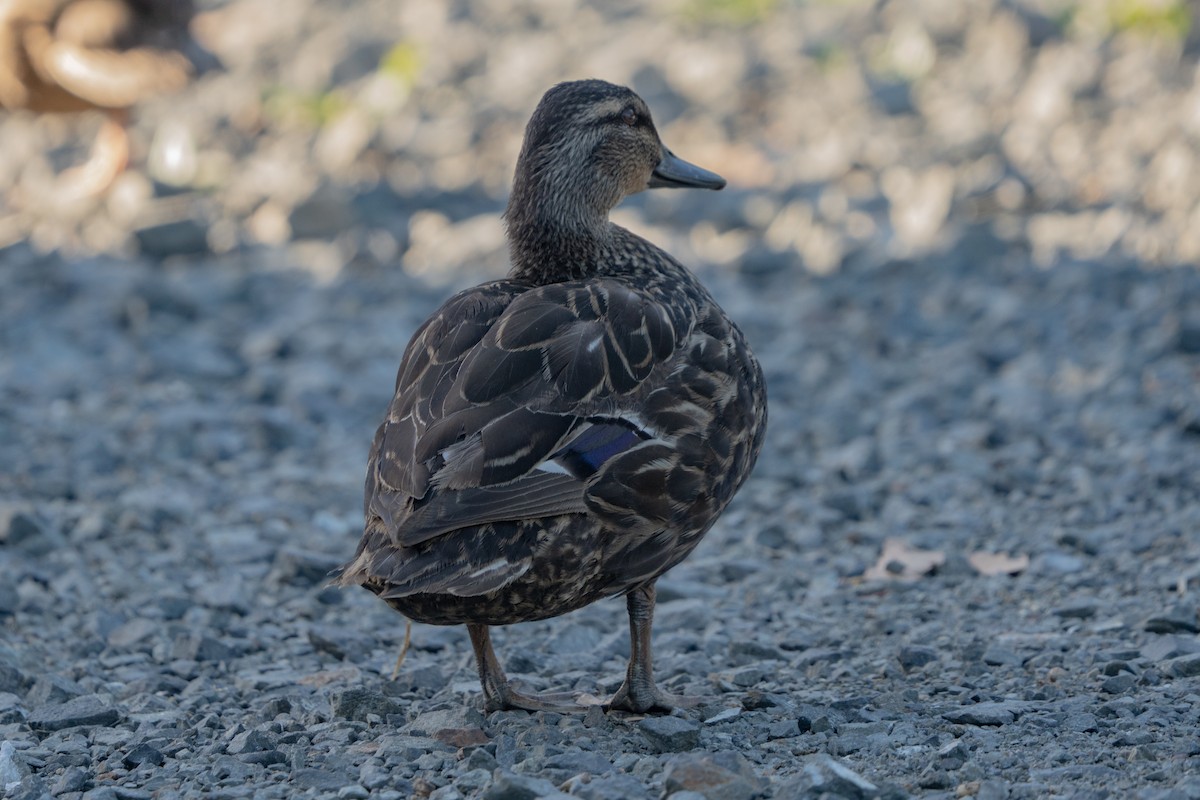 Mallard - ML646664798