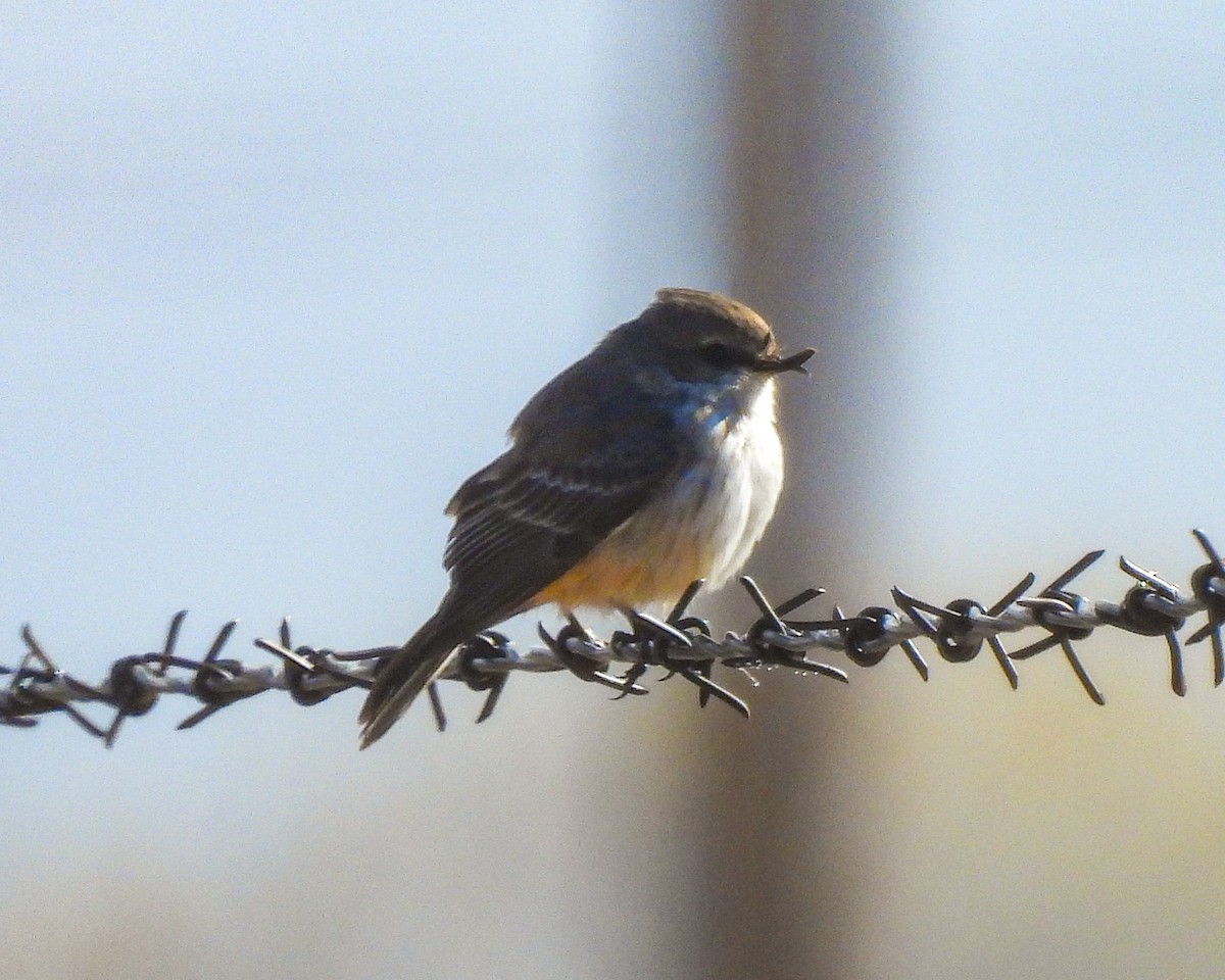 Vermilion Flycatcher - ML646664803