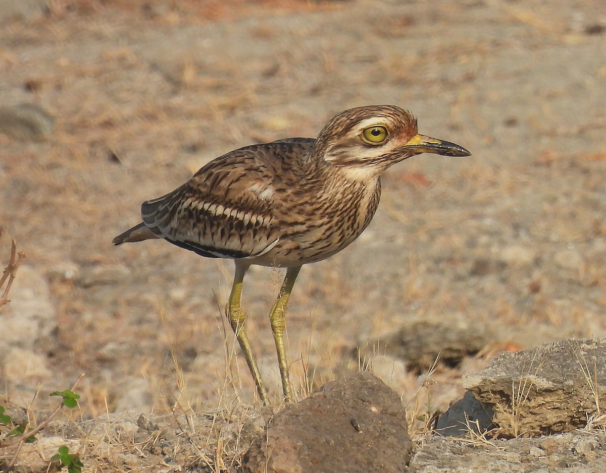 Indian Thick-knee - ML646664811